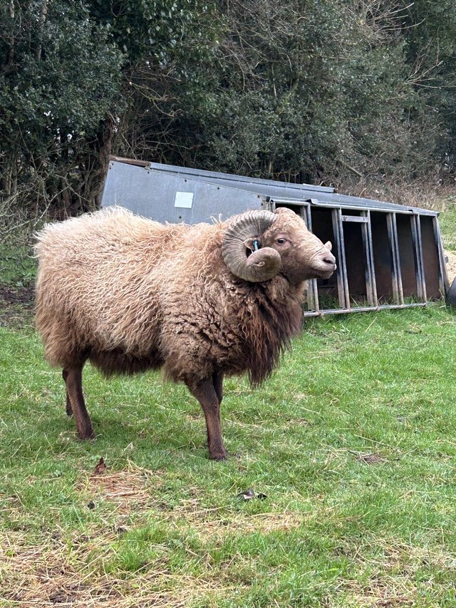 Preview of the first image of Ouessant ram looking for new lady’s.
