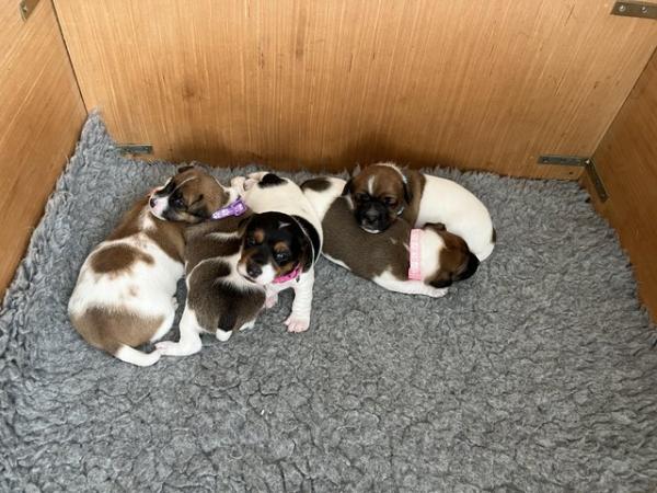Image 4 of Stunning Jack Russell Puppies