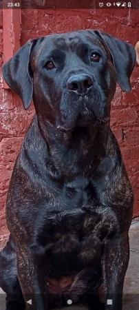 Image 2 of Presa canario needs new home no time wasters