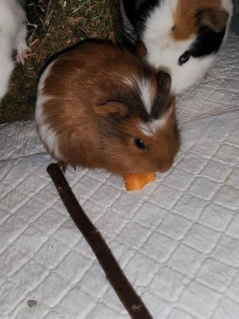 Image 4 of guinea pigs for sale, 2 gorgeous little boys. price for bot