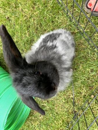 Image 7 of Male bunny for sale mini lop