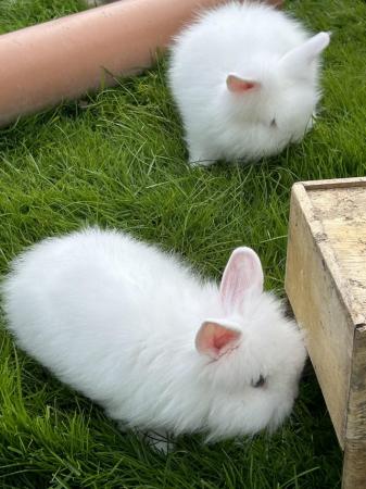 Image 31 of Lovely baby lionheads, males and females
