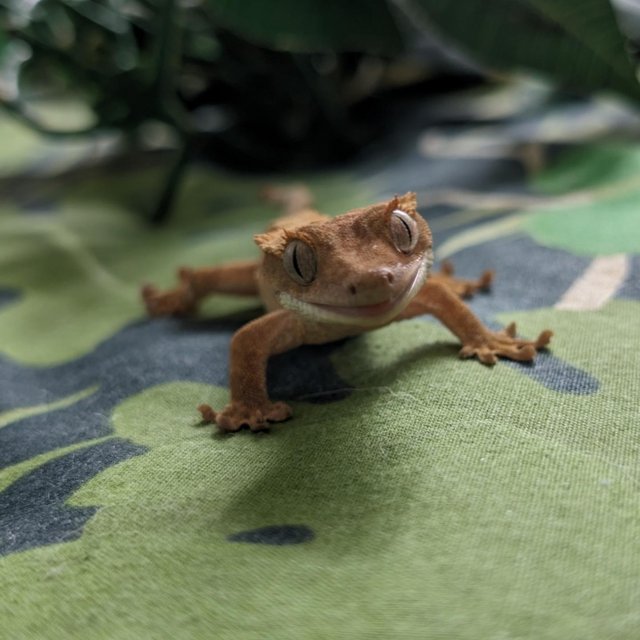 Preview of the first image of 4-5 month old crested geckos for sale.