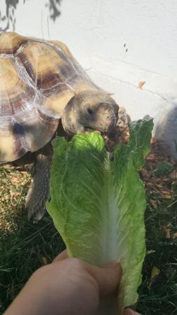 Image 2 of 7 year old male sulcata tortoise