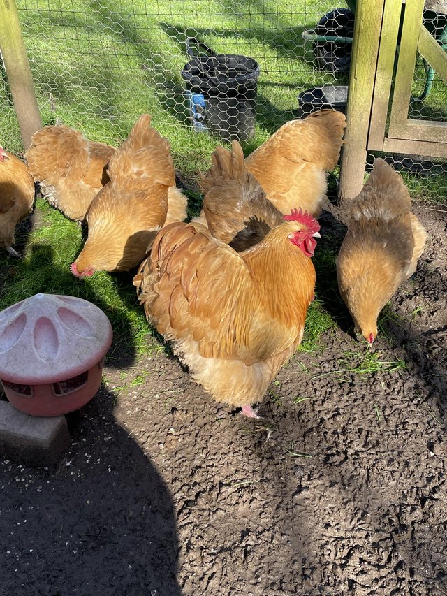 Preview of the first image of Buff Orpington, large fowl hatching eggs.