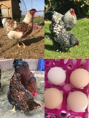 Image 1 of Gold Laced, Silver Laced & Buff Laced Wyandotte Hatching egg