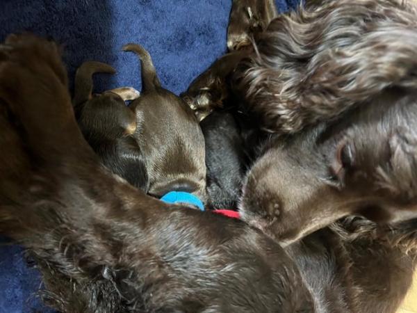 Image 9 of Cocker spaniel puppies for sale