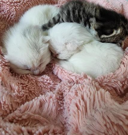 Image 5 of Beautiful well loved kittens