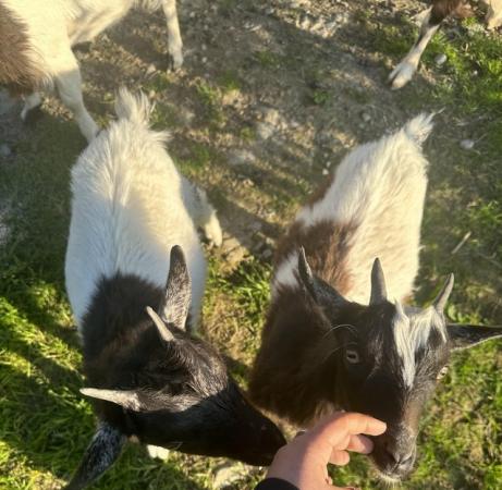 Image 3 of 13 Pygmy goats for sale