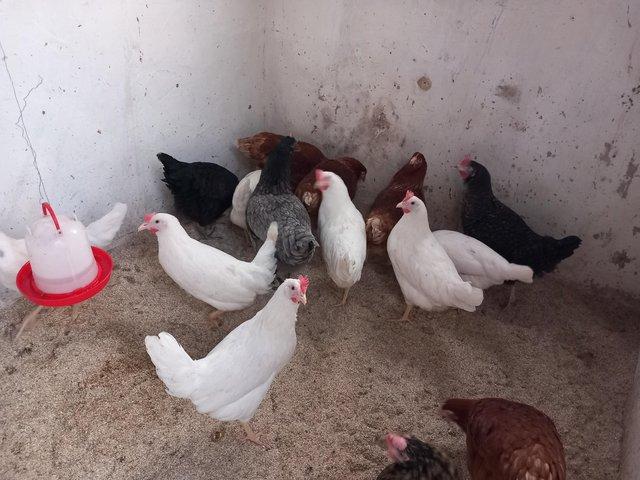 Preview of the first image of White Star Hens for Sale POL - 19 weeks.