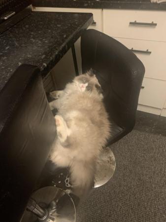 Image 4 of 8 month old ragdoll x persian