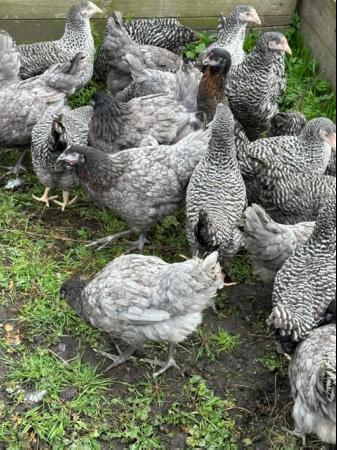 Image 4 of Barred Marans - Point of Lay Hens- Free Range