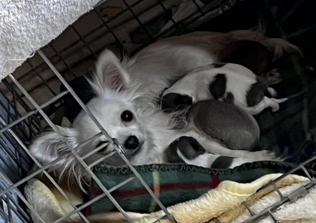 Image 4 of XXS Chihuahuas Ready To Leave 1 LEFT!!