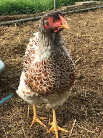 Image 6 of Gold Laced, Silver Laced & Buff Laced Wyandotte Hatching egg