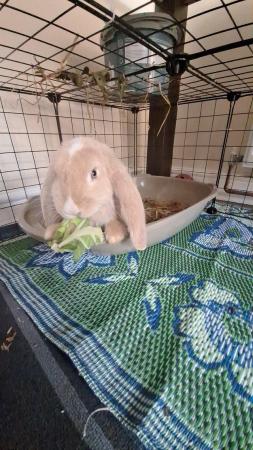 Image 5 of 9 Month old baby Orange French Lop