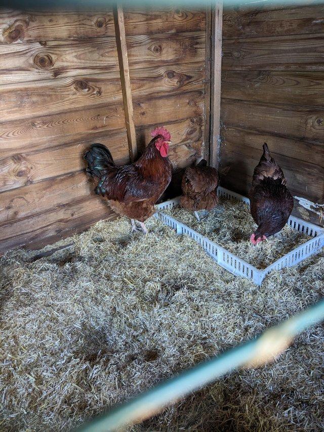 Preview of the first image of Rhode island red hens WANTED.