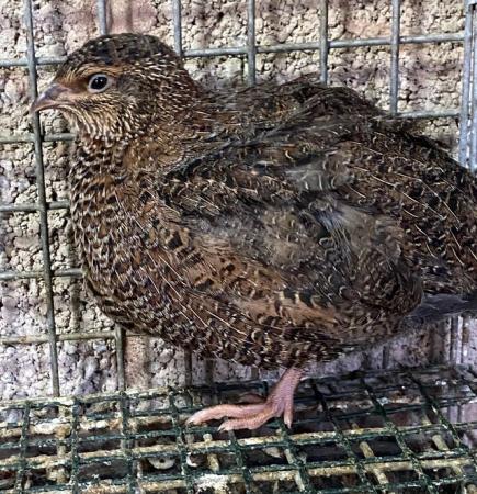 Image 2 of Japanese quails for sale