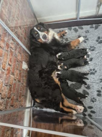 Image 5 of Beautiful Bernese mount dog girl puppy for sale