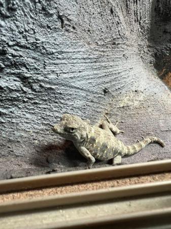 Image 1 of Scorpion tailed geckos CB 23 only 2 available