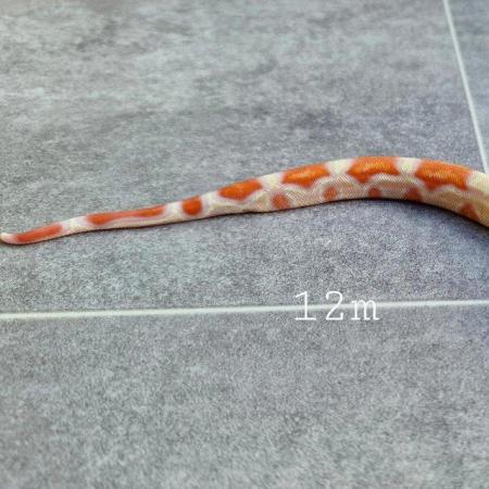 Image 7 of Albino roswell Laddertail boa constrictor 12m