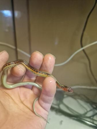 Image 6 of 5 week old californian red sided garter snakes