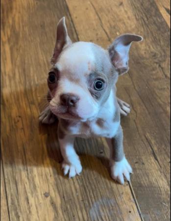 Image 18 of chunky rare colours full pedigree blue eyed Boston terriers