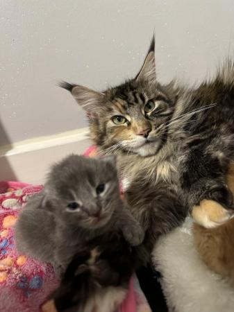 Image 5 of Maine Coon Kittens for Sale