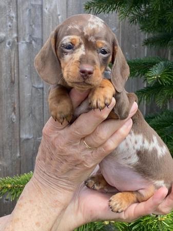 Image 9 of Miniature smooth haired Dachshund
