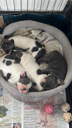 Image 2 of KC registered French bulldog puppies