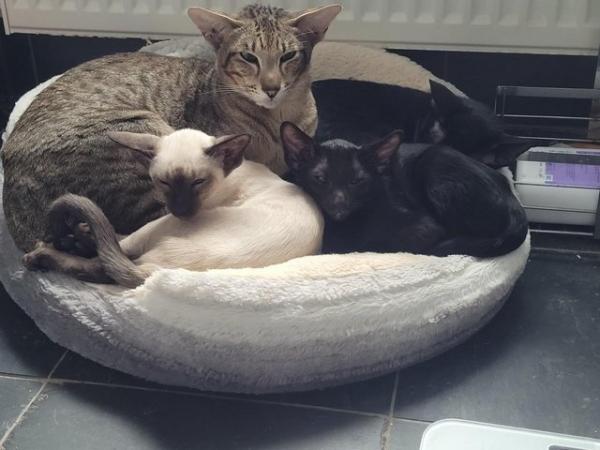 Image 5 of siamese and oriental kittens for sale