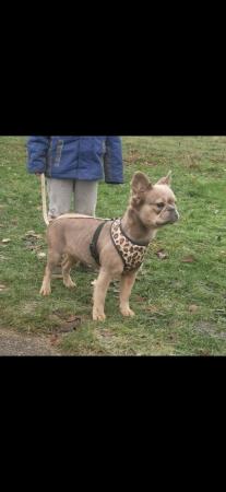 Image 1 of Girl Fluffy french bulldog