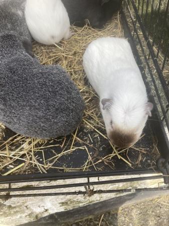 Image 1 of Guinea pigs for sale boys and girl