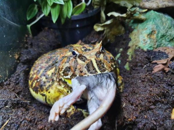 Image 1 of Pac man frog horned frog female
