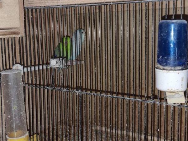 Image 5 of Bonded pair of parrolets and breeding cage