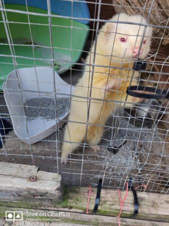 Image 2 of Ferret. Male. 10 months old.