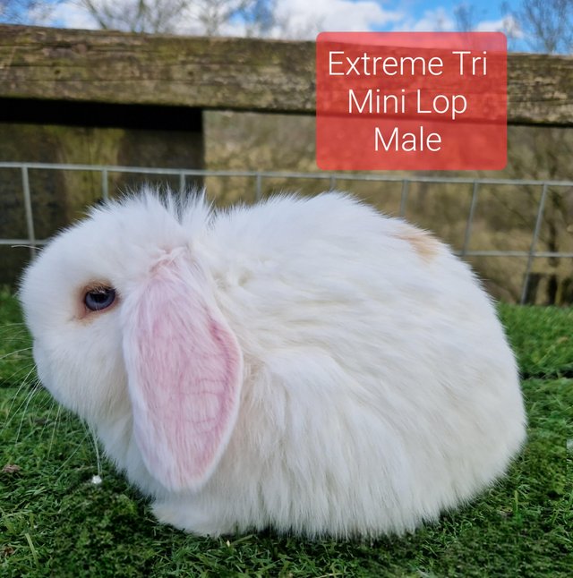 Preview of the first image of Various Mini lop youngsters available to good home.