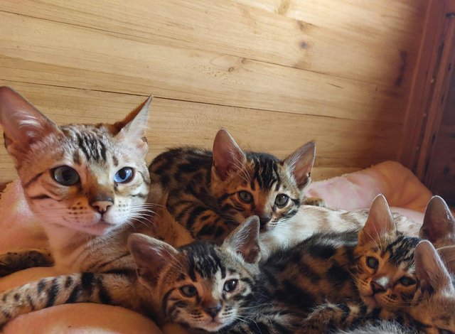 Preview of the first image of ONLY 2 LEFT TICA REG BENGAL KITTENS.