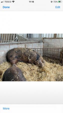 Image 2 of Pig for sale Oxford Sandy & Black Sow