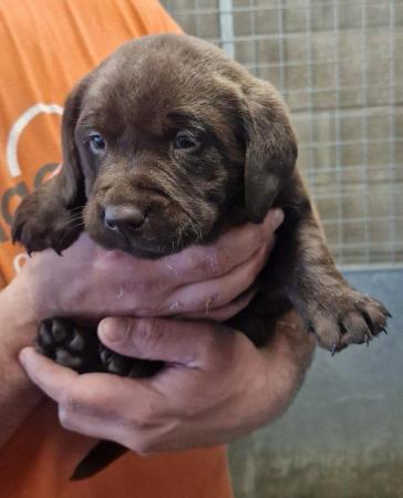 Image 6 of Chocolate labrador puppies for sale