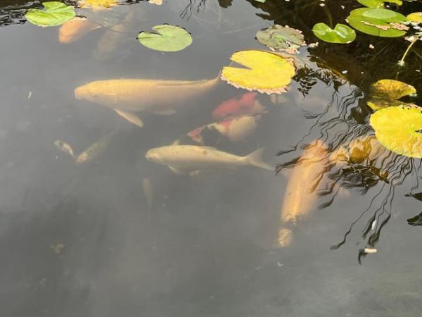 Image 1 of 9 Koi pond fish - £25 each