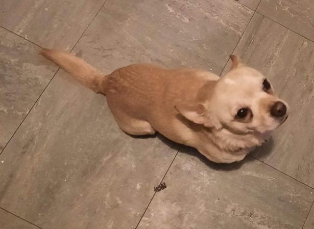 Image 2 of Chihuahua male dog for sale