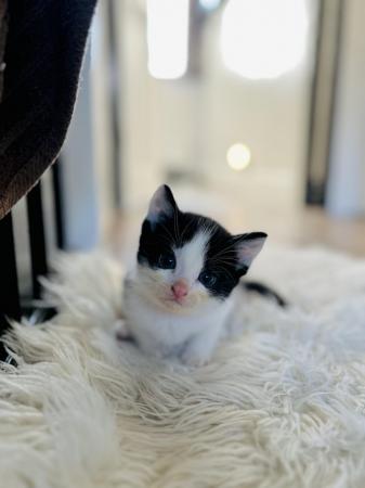 Image 10 of Last black and white boy and girl kittens for sale