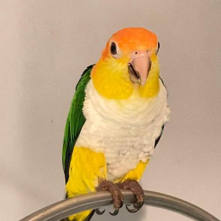 Image 3 of Caique yellow thigh parrot hand tame inc delivery allaranged