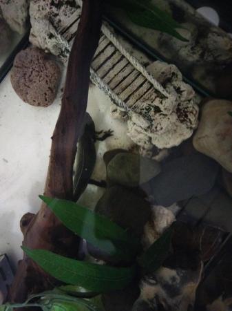 Image 5 of 3 axolotl with tank and set up