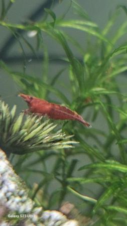 Image 23 of Red cherry shrimps all colours