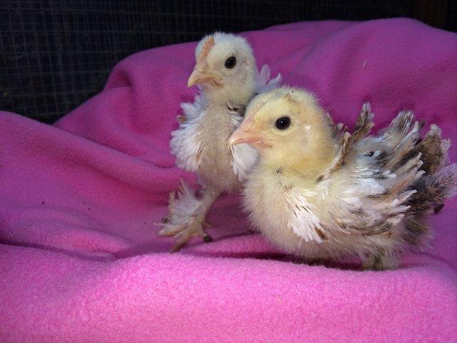 Preview of the first image of Pekin bantam Chicks from day old.