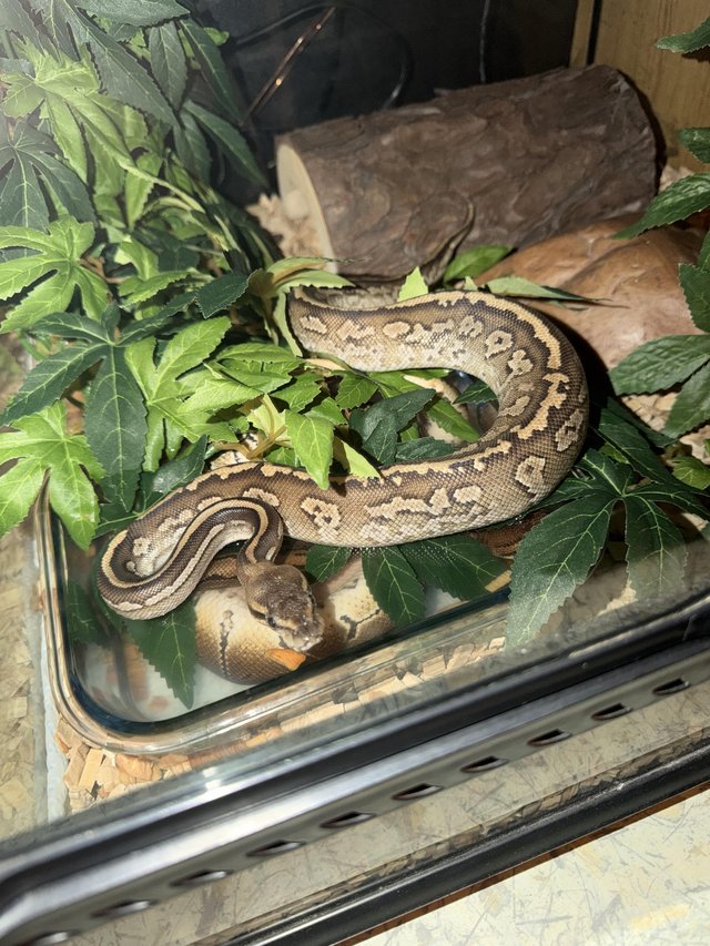 Cinnamon Mojave royal python 2025 “sold as female “ — photo 3 of 4