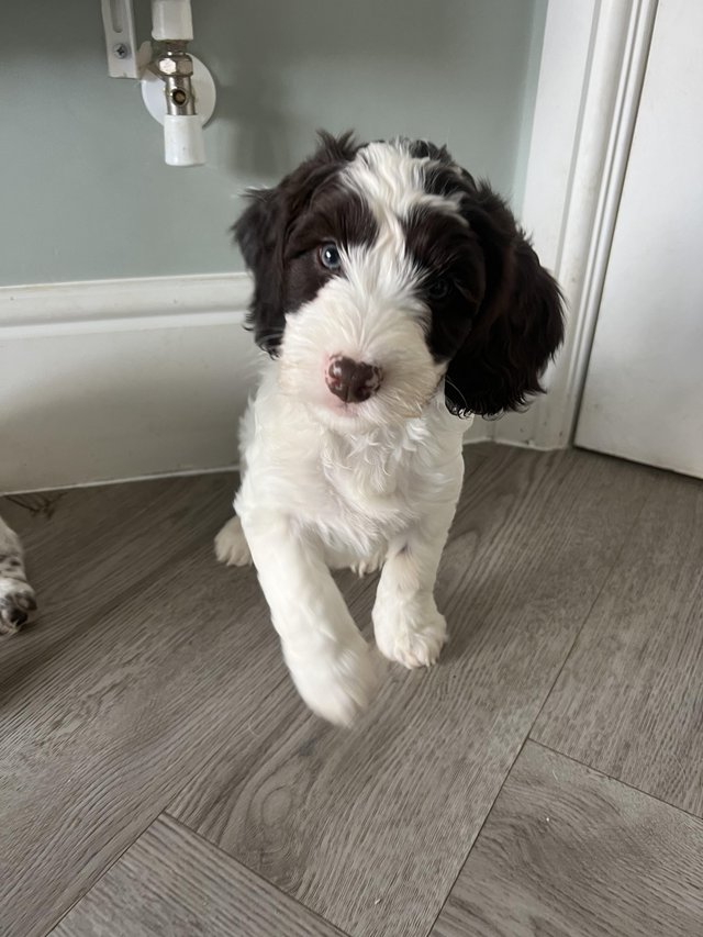 Preview of the first image of 10 week old Springer X Cockerpoo.