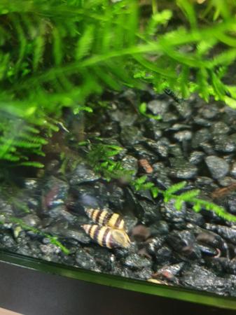 Image 1 of Assasin snails for sale