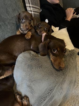Image 6 of Minature dachshund puppy READY NOW